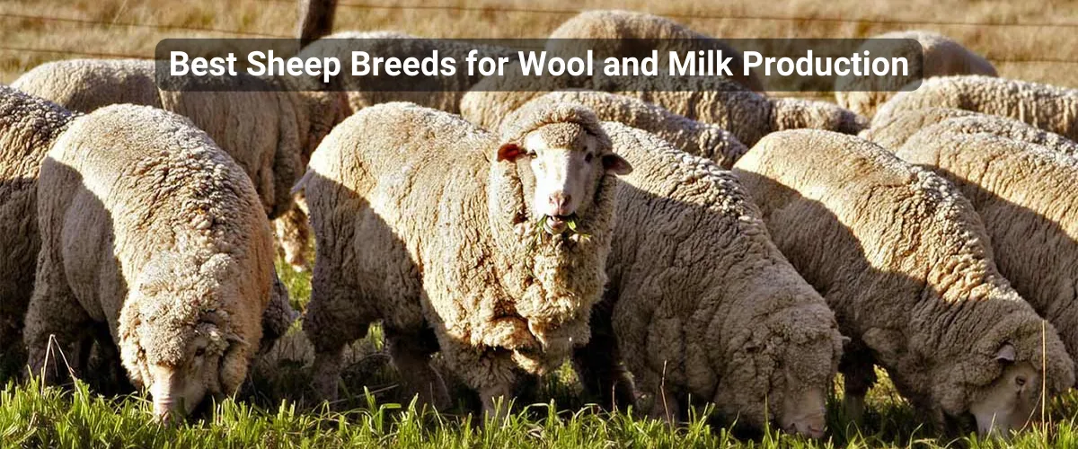 milk and wool sheep breeds