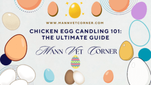 Chicken Egg Candling 101: The Ultimate Guide - mannvetcorner