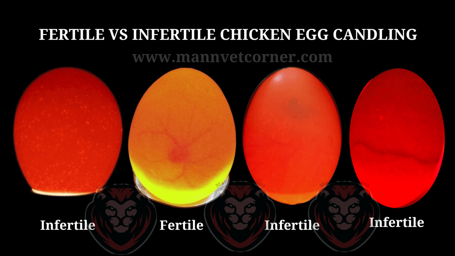 Chicken Egg Candling 101 The Ultimate Guide mannvetcorner
