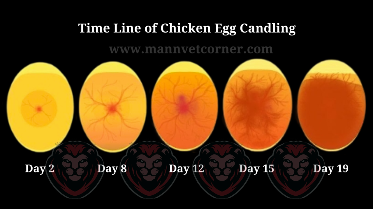 when should i candle my chicken eggs