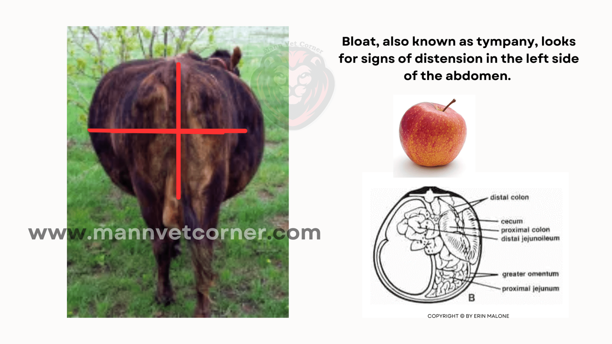 Abdominal Contour Of A Cow - mannvetcorner