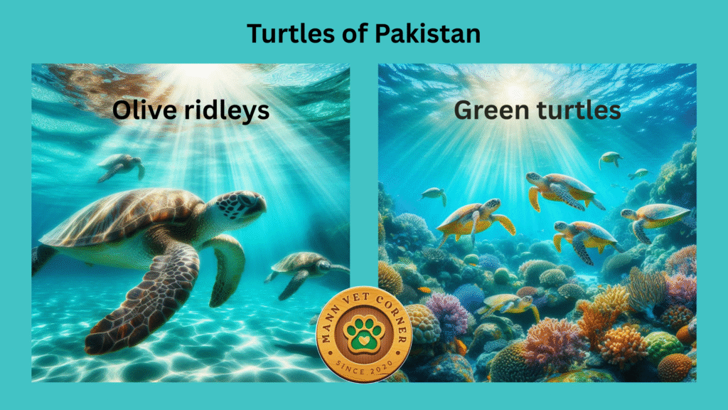 Turtles in Pakistan