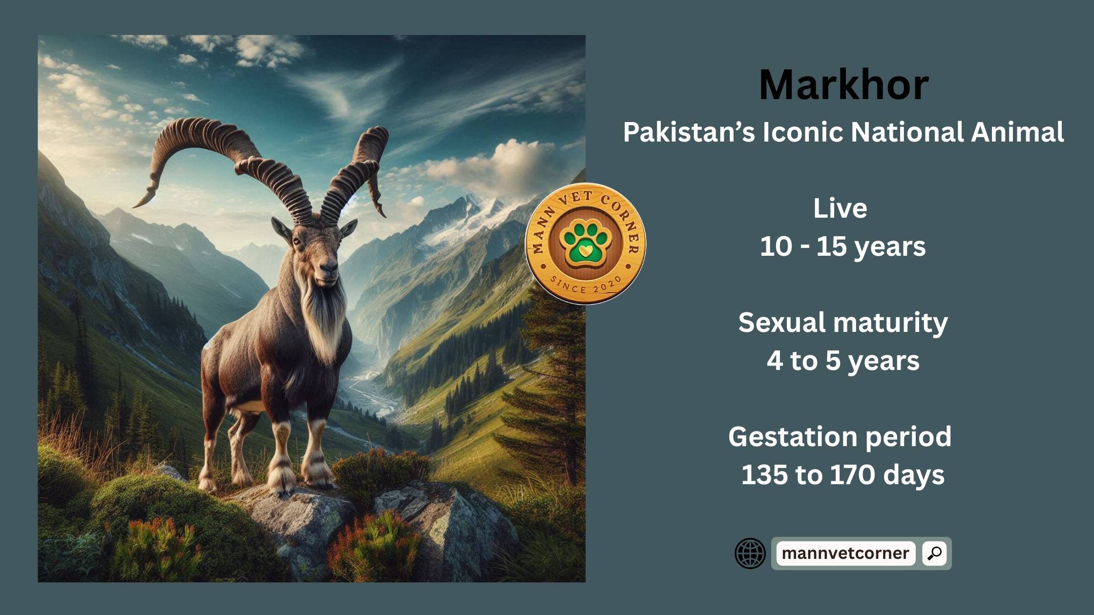 Markhor Pak Animal