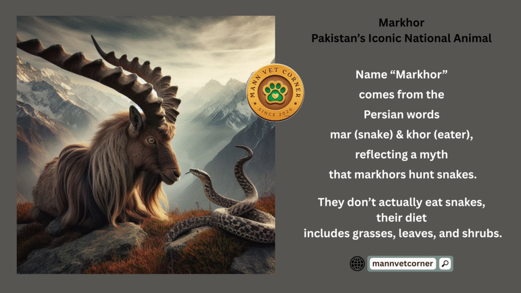 Markhor Pakistan National Animal