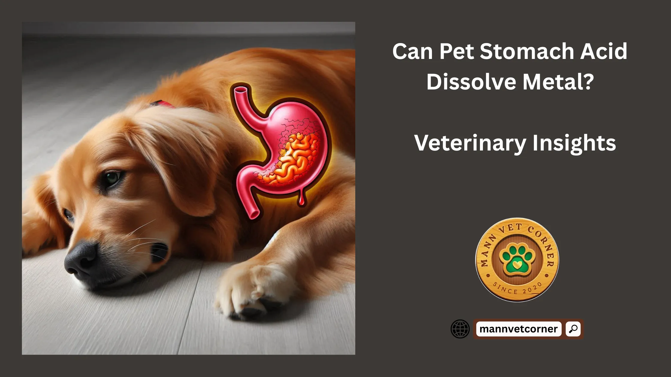 pet stomach acid dissolved metal