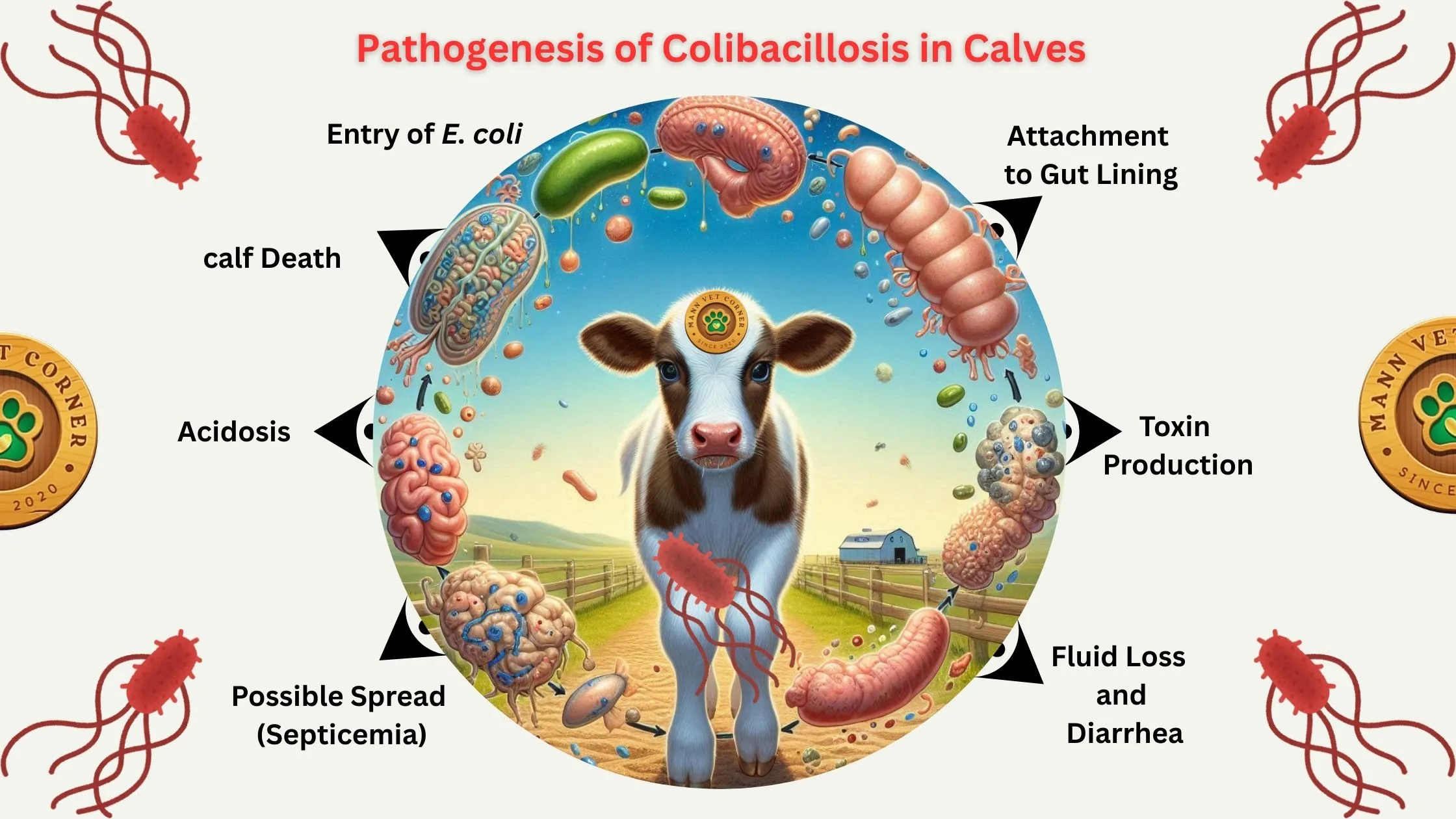 e coli cavles