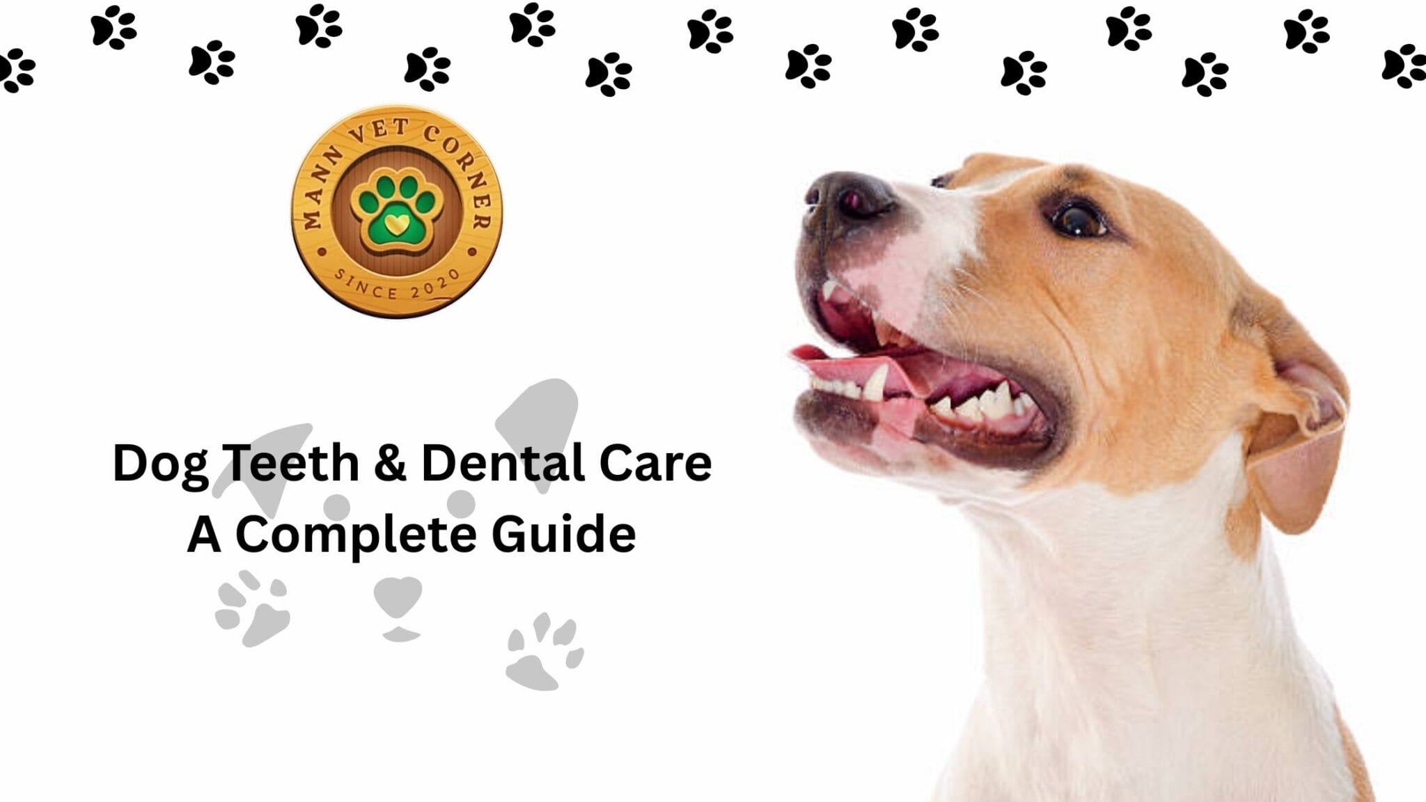 Dog Teeth & Dental Care A Complete Guide mannvetcorner