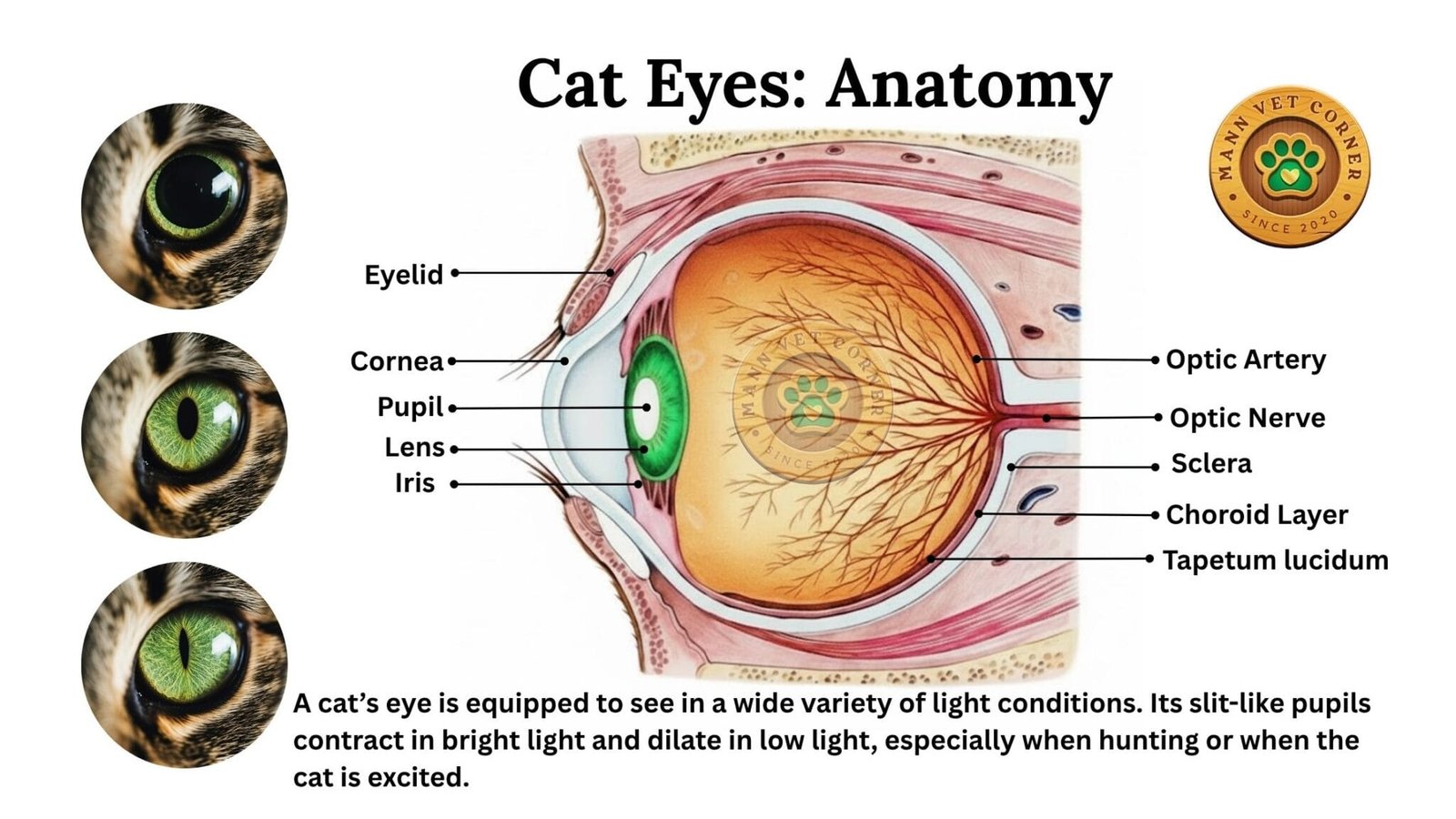 Cat Eyes: Insight the vision and Colors - mannvetcorner