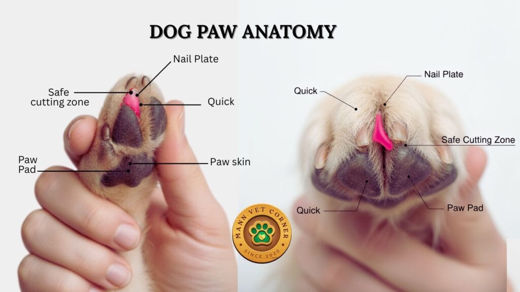 View of Dog Nail Anatomy, Infection, Causes, and Treatment: Complete Veterinary ...