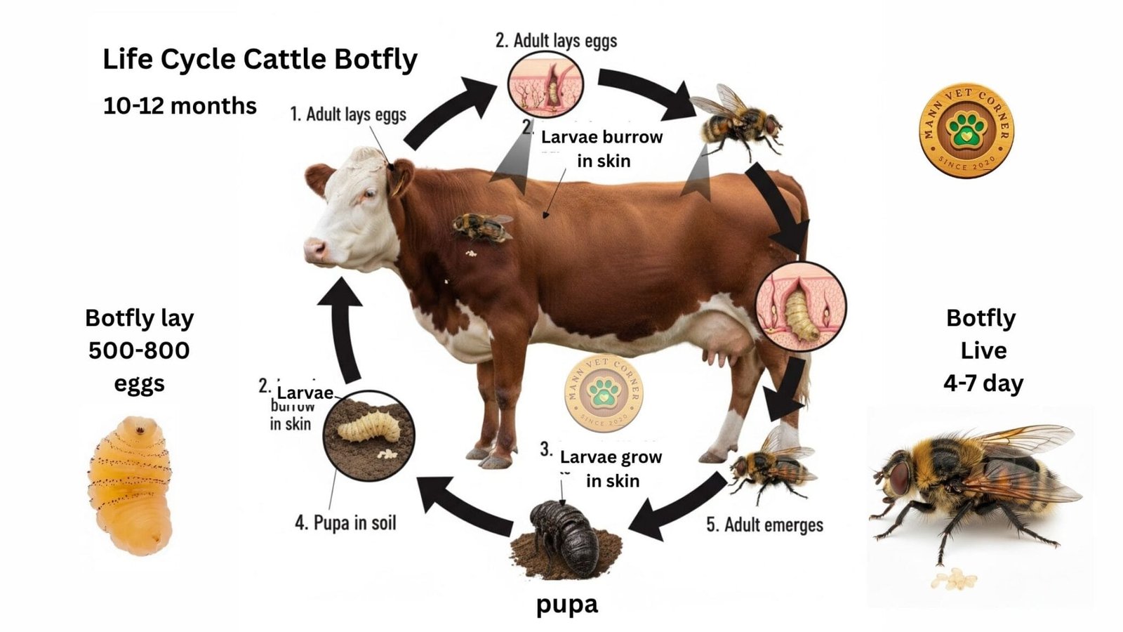Cattle Botflies: Signs, Life Cycle, Pathogenesis, Treatment ...