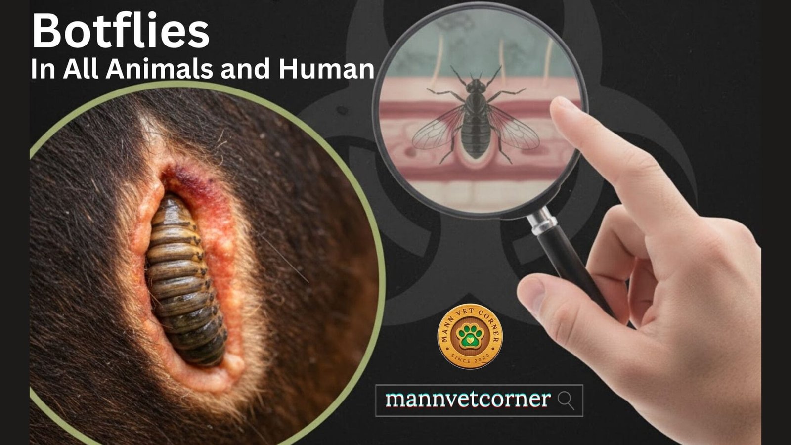 Botflies in All Animals and Human - mannvetcorner