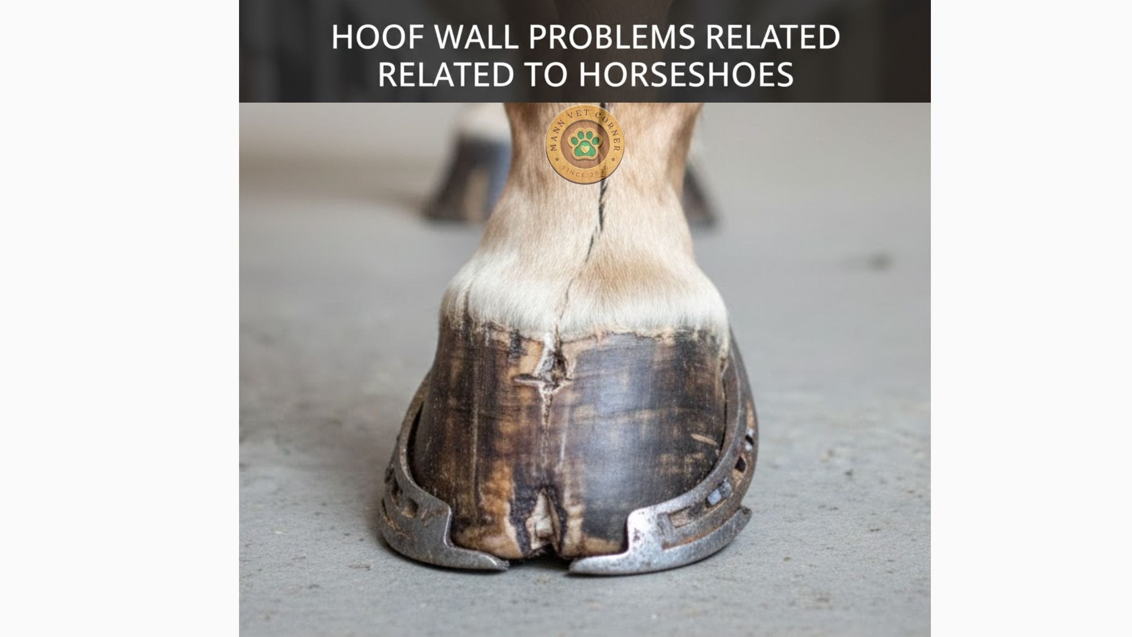 Hoof wall problems related to horseshoe