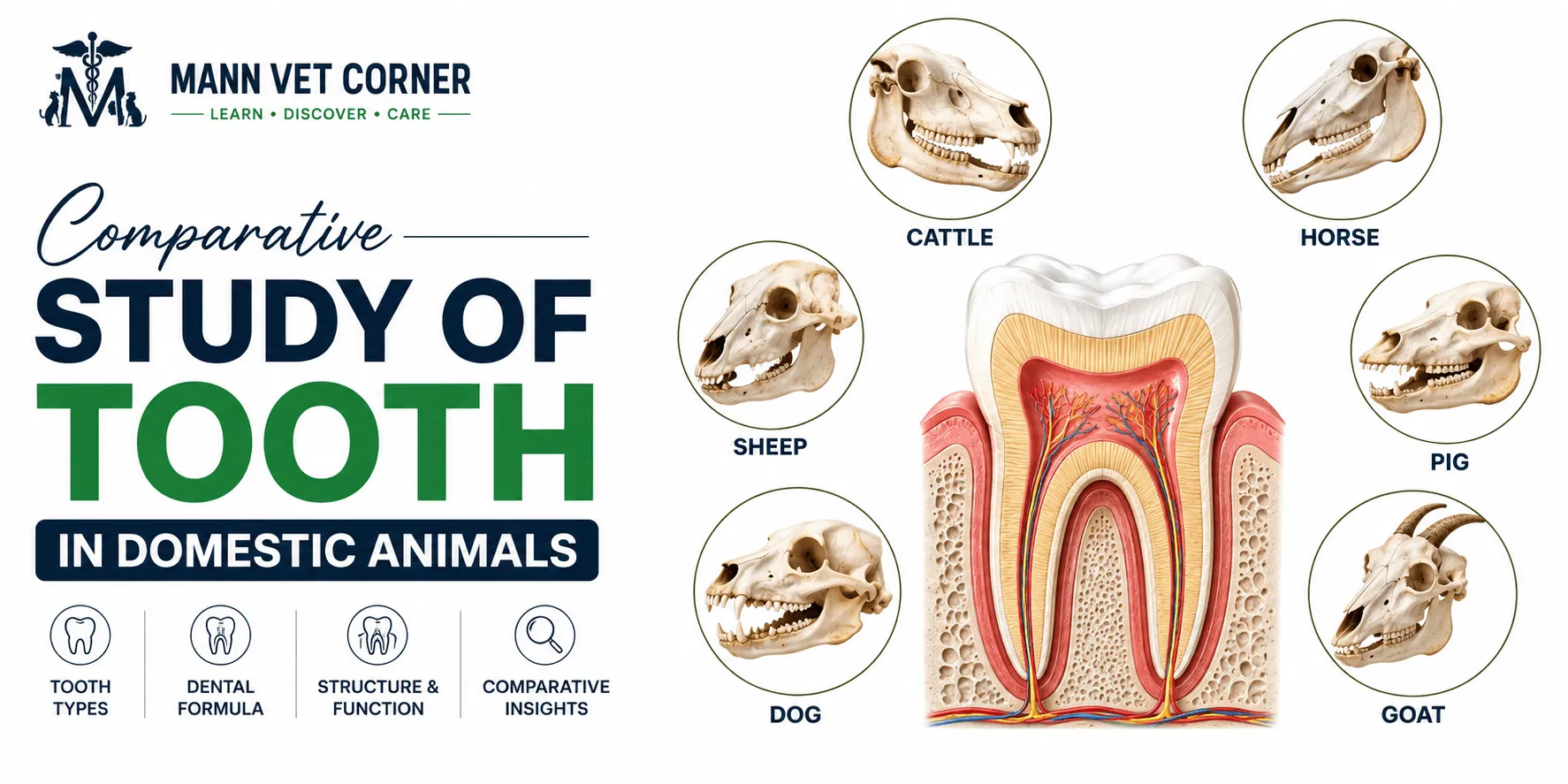 Comparative Study of Tooth in Domestic Animals