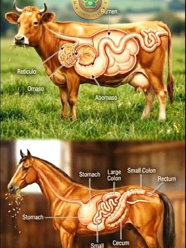 Cow vs Horse Digestion