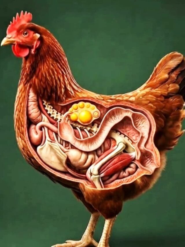 Egg formation in the chicken