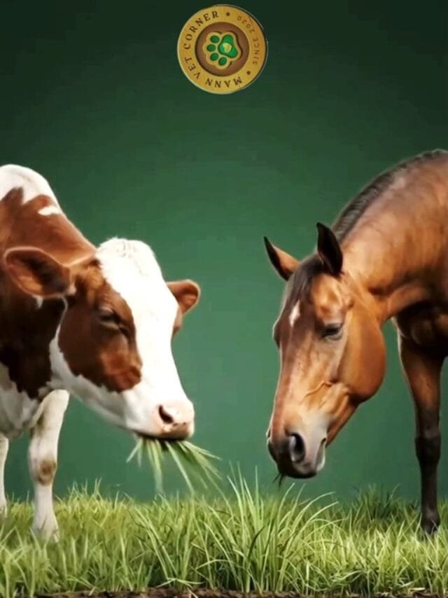 Why cow can’t graze like horse