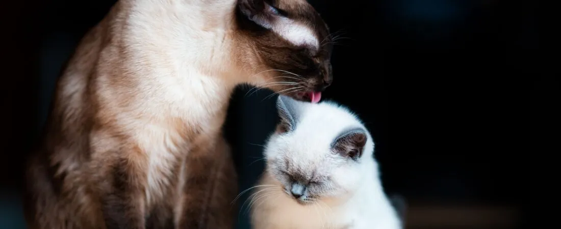 indoors, showcasing pet affection.