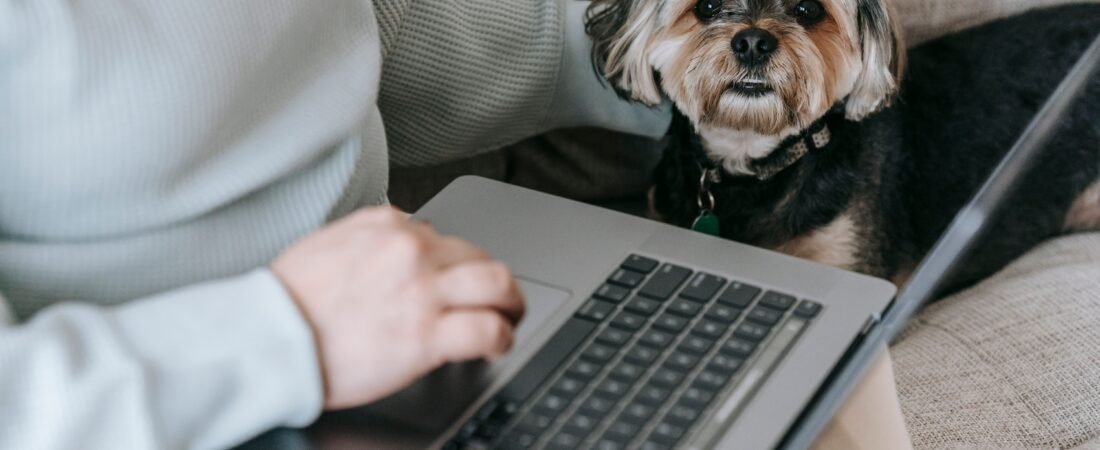 From above of crop unrecognizable female freelancer working distantly on laptop and stroking cute curious Yorkshire Terrier sitting on comfy sofa at home